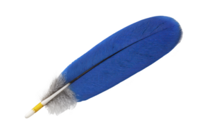 Vibrant blue feather with soft gray base and white quill, isolated on transparency background, showcasing its delicate texture and vivid color png