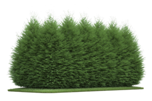 Dense, lush green hedge stands tall, providing natural barrier and privacy screen. vibrant foliage is well maintained, creating serene and inviting outdoor space png