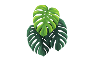 Two vibrant monstera leaves with distinctive holes and lush green hues create tropical and fresh atmosphere. leaves natural beauty and unique patterns evoke sense of tranquility png