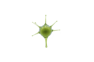 Green, spiky, abstract shape resembling virus or microorganism, isolated on transparency background, with smooth texture and radial symmetry png