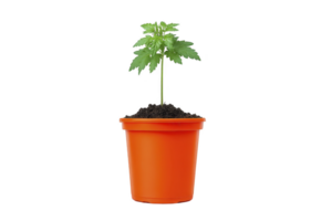 Small green plant with vibrant leaves grows in bright orange pot filled with dark soil, symbolizing growth and nature. simplicity of image evokes sense of calm and renewal png