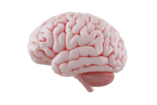 detailliert 3d Rendern von Mensch Gehirn, präsentieren es ist kompliziert Falten und Strukturen, isoliert auf Transparenz Hintergrund. Bild Highlights Gehirn Komplexität und anatomisch Eigenschaften png