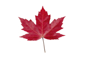 Vibrant red maple leaf with distinct lobes and slender stem, symbolizing autumn and nature beauty. leaf rich color and intricate veins highlight season change png