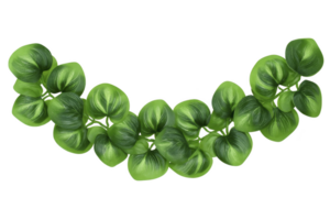 Vibrant green vine with lush, round leaves arranged in graceful curve, creating natural and fresh appearance. leaves display mix of light and dark green shades png
