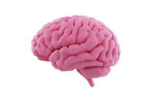 Realistic 3D rendering of human brain showcases its intricate folds and structure, highlighting complexity of organ. pink color adds vivid touch to detailed model png