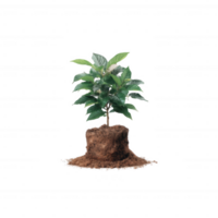 A small green plant with lush leaves, nestled in rich, dark soil, showcasing a touch of nature in a minimalistic design. png