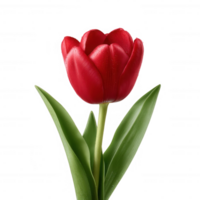 A vibrant red tulip with smooth petals and fresh green leaves, elegantly displayed against a white isolated background. png