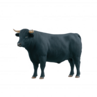 Black bull standing proudly, showcasing strong features and robust physique against a white isolated background. png