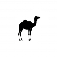 Camel silhouette on a white isolated background, showcasing the unique shape and features of this fascinating desert animal. png