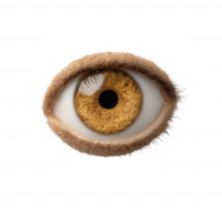 Close-up view of a human eye with detailed iris and eyelashes, showcasing the intricate patterns and colors of the eye, isolated on a white background. png