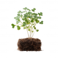 Small green plant with heart-shaped leaves growing from a soil base, isolated on a white background. Ideal for concepts related to nature, health, and wellness. png