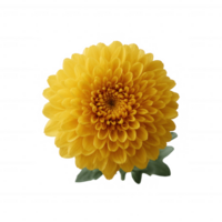 Vibrant yellow flower with intricate petal patterns, isolated on a white background, perfect for floral designs and art projects. png