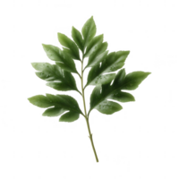 A beautiful, lush green leaf displayed on a white isolated background, perfect for use in design and natural-themed projects. png