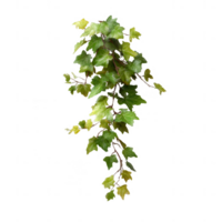 A beautiful green vine with lush leaves, perfect for adding a touch of nature to any design project. png