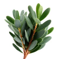 A close-up view of vibrant green leaves showcasing their texture and rich color against a white isolate background. png