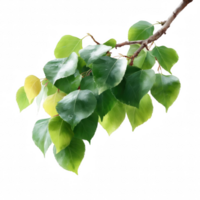 A cluster of vibrant green and yellow leaves attached to a branch, showcasing their fresh and lively appearance against a white isolated background. png