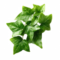 A cluster of vibrant green ivy leaves, showcasing their natural texture and intricate leaf patterns against a white isolate background. png