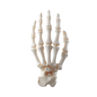 A detailed anatomical model of a human hand skeleton showcasing the intricate structure of bones and joints against a white isolated background. png