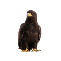 A majestic hawk perched with sharp eyes and powerful claws, showcasing its impressive feathers against a white isolated background. png