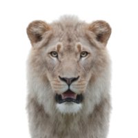 A majestic lioness with a fierce gaze, showcasing its powerful features and elegant mane against a white background. png