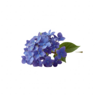 A vibrant cluster of blue hydrangea flowers with lush green leaves, beautifully arranged against a white isolated background, perfect for adding a touch of nature to any design. png