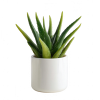 A vibrant green aloe vera plant in a sleek white pot, adding a touch of nature to any indoor space. Ideal for home decor or wellness themes. png