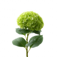 A vibrant green hydrangea flower with lush foliage, isolated against a white background, perfect for nature-themed designs and botanical illustrations. png