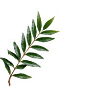 A vibrant green leaf branch isolated on a white background, showcasing the intricate details of each leaf, perfect for nature-themed designs and projects. png