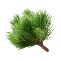 A vibrant green pine branch showcasing its lush needle-like leaves, perfect for decorating or adding a natural touch to any design. Isolated on a white background. png
