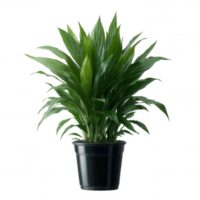 A vibrant green plant in a black pot, showcasing lush leaves and a fresh appearance, perfect for adding a touch of nature to indoor spaces. png