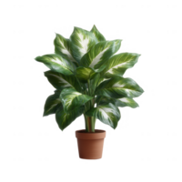 A vibrant green plant with striking variegated leaves, displayed in a simple terracotta pot, ideal for adding a touch of nature to any interior space. png