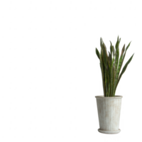 A vibrant green snake plant in a rustic white pot, perfect for adding a touch of nature to any decor. Ideal for indoor spaces, bringing a fresh and lively atmosphere. png