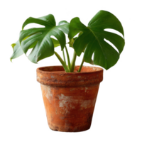 A vibrant monstera plant in a rustic terracotta pot, showcasing its iconic split leaves. Perfect for enhancing indoor spaces with a touch of greenery. png