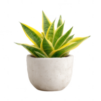 A vibrant potted plant with green and yellow leaves in a minimalist white pot, perfect for adding a touch of nature to your indoor space. png