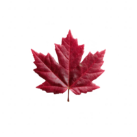 A vibrant red maple leaf showcasing intricate details and textures, isolated on a white background. Perfect for autumn themes or nature-related projects. png