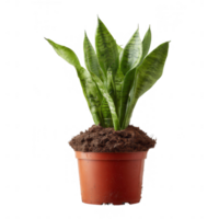 A vibrant snake plant in a terra cotta pot, showcasing lush green leaves with a striking pattern. Perfect for adding a touch of nature to any indoor space. png