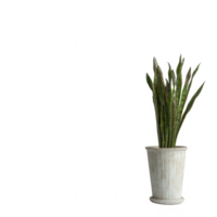 A vibrant snake plant in a rustic pot, showcasing its tall, sword-like leaves. Ideal for home decor or office interior design, adding a touch of greenery to any space. png