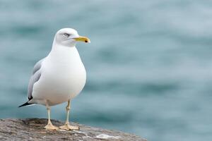 Majestic Seagull Perched on Rock, Ocean Background. A stunning wildlife photo capturing the beauty of a seagull against the serene backdrop of the ocean.