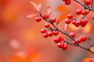 Autumn's Embrace Red Berries and Vibrant Leaves in a Captivating Fall Scene. A stunning display of nature's artistry, showcasing the rich hues and textures of the season. photo