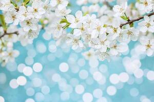Stunning of Delicate White Blossoms on a Spring Day. Soft, Pastel Colors and a Serene Atmosphere. Perfect for Nature Lovers and Springtime Decor. photo