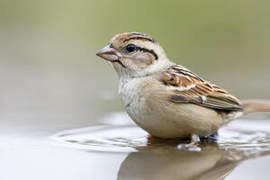 shot of a small sparrow bird enjoying a refreshing bath in a puddle of water. The image showcases the birds delicate feathers and photo