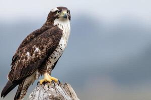 Majestic Hawk Perched on Wood A Stunning Wildlife Photography of a Powerful Bird of Prey in its Natural Habitat. This breathtaking image showcases the bird's intense gaze and intricate feathers. photo