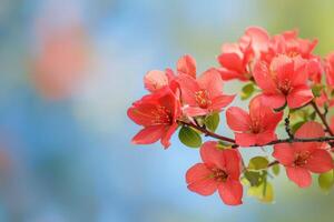 Stunning of Red Blossoms in Full Bloom. Vibrant petals and soft colors create a breathtaking springtime scene. Perfect for nature lovers and floral enthusiasts. photo