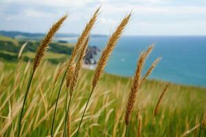 Golden Grass Blowing in the Coastal Breeze A Serene Seascape. Discover the beauty of nature's tranquility by the ocean, where golden grass meets the horizon under a vibrant summer sky. photo