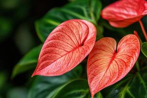 view of heart shaped, vibrant red and orange flower blossoms. The image showcases intricate details of the petals and leaves, creating a captivating display of tropical flora. photo
