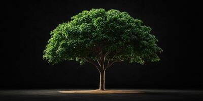 Lush Green Tree in Dark Background A Symbol of Life and Nature's Resilience photo