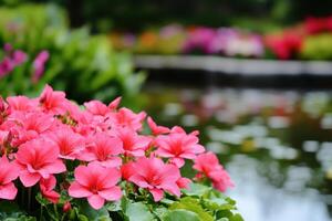 view of vibrant pink flowers in full bloom, set against a blurred background of a tranquil pond and lush greenery. A captivating display of natural beauty and serenity. photo