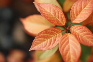Autumn Leaves Vibrant Orange and Red Foliage in Nature Photography. A Detailed Macro Shot of Fall Colors, Showing the Intricate Veins and Texture of the Leaves. photo