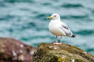 Majestic Seagull Perched on a Rock, Ocean View. Stunning coastal wildlife photography. A perfect blend of nature and serenity. Captivating seabird in its natural habitat. photo