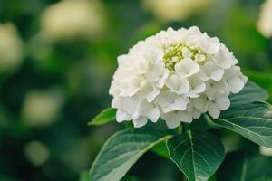 Delicate White Hydrangea Blossom in a Garden Setting photo